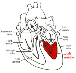 Left Ventricle of the heart